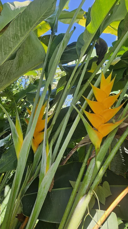 Heliconia Caribaea Yellow Rhizome - Exotic Tropical Flower Plant for Warm Climates - Image 1