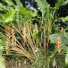 Heliconia King Darien Rhizome - 1 Large Tropical Flower Rhizome - Image 1