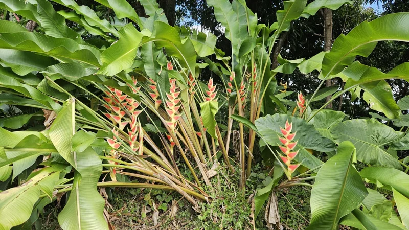 Heliconia King Darien Rhizome - 1 Large Tropical Flower Rhizome - Image 1