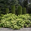 Hydrangea Tree Live Plant – Panicle Shrub – 6-12 Inch Tall – Outdoor Garden - Image 1