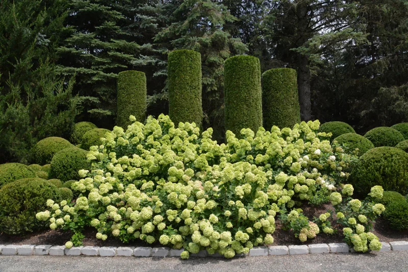 Hydrangea Tree Live Plant – Panicle Shrub – 6-12 Inch Tall – Outdoor Garden - Image 1