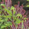 Indigo Bush Live Plant - Amorpha fruticosa Shrub 6-12 Inch Tall 4" Pot Outdoor - Image 1