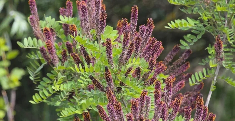 Indigo Bush Live Plant - Amorpha fruticosa Shrub 6-12 Inch Tall 4" Pot Outdoor - Image 1