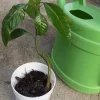 Irwin Dwarf Mango Tree Live Plant - Compact Tropical Fruit Tree for Containers - 6-12" Tall - Image 1