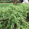 Itea Henry's Garnet Virginia Sweetspirea Live Plant 6-12 Inch Tall, 4" Pot Shrub Itea Henry's Garnet Virginia Sweetspirea Live Plant 6-12 Inch Tall, 4" Pot Shrub - Image 1