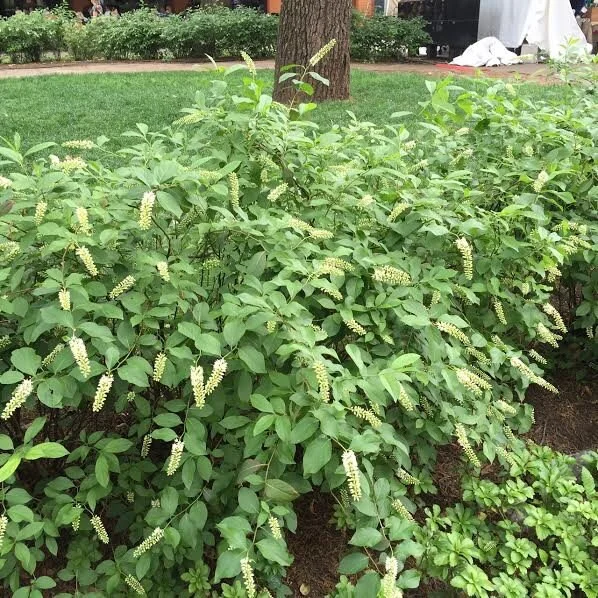 Itea Henry's Garnet Virginia Sweetspirea Live Plant 6-12 Inch Tall, 4" Pot Shrub - Image 1