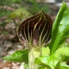Jack-In-The-Pulpit Bulbs - 5 Pack Arisaema triphyllum Indian Turnip - Image 1