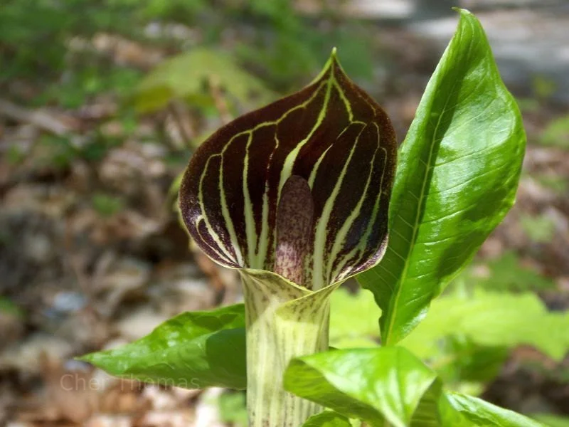 Jack-In-The-Pulpit Bulbs - 5 Pack Arisaema triphyllum Indian Turnip - Image 1