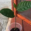 Jackfruit Live Seedling Plant - 7-12" Tall Tropical Fruit Tree Starter - Image 1