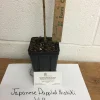 Japanese Dappled Nishiki Willow Tree Live Plant 6-12 Inch Tall 4" Pot Outdoor Shrub - Image 1