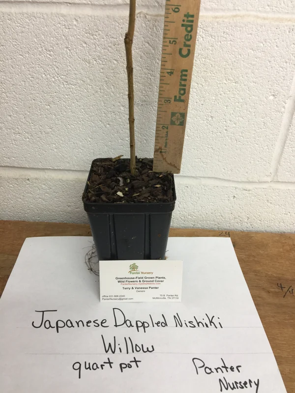 Japanese Dappled Nishiki Willow Tree Live Plant 6-12 Inch Tall 4" Pot Outdoor Shrub - Image 1