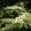 Japanese Snowball Viburnum Live Plant Bush Tree 6-12 Inch Tall 2.5" Pot Outdoor - Image 1