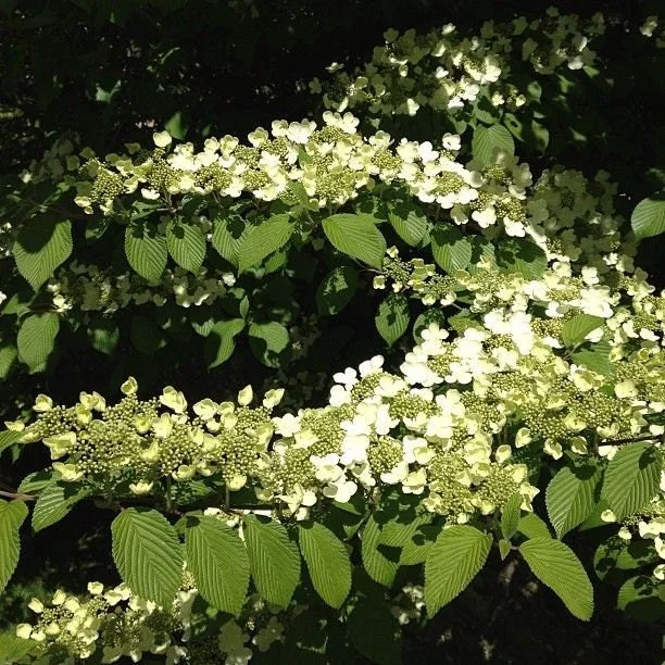 Japanese Snowball Viburnum Live Plant Bush Tree 6-12 Inch Tall 2.5" Pot Outdoor - Image 1