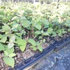 Juddi Viburnum Tree Live Plant 6-12 Inch Tall - Fragrant Spring Blooms, Purple Fall Foliage Juddi Viburnum Tree Live Plant 6-12 Inch Tall - Fragrant Spring Blooms, Purple Fall Foliage - Image 1