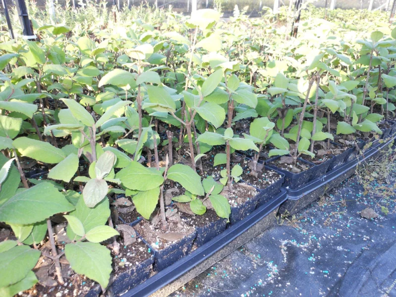 Juddi Viburnum Tree Live Plant 6-12 Inch Tall - Fragrant Spring Blooms, Purple Fall Foliage - Image 1