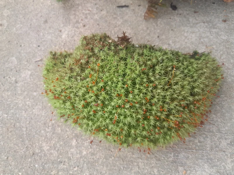 Juniper Haircap Moss Polytrichum Commune Live Plant – Gallon Bag – Indoor/Outdoor - Image 2