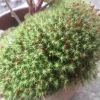 Juniper Haircap Moss Polytrichum Commune Live Plant – Gallon Bag – Indoor/Outdoor - Image 1
