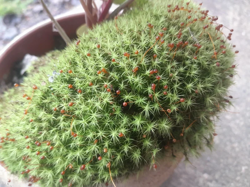 Juniper Haircap Moss Polytrichum Commune Live Plant – Gallon Bag – Indoor/Outdoor - Image 1