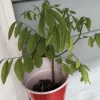 Katuk Live Plant - 6-12" Tall - Sauropus androgynus - Edible Perennial Green - Image 1