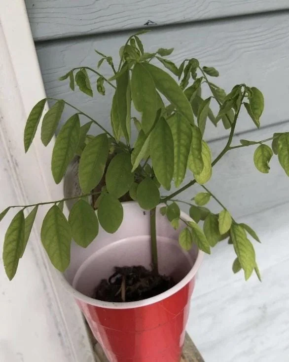 Katuk Live Plant - 6-12" Tall - Sauropus androgynus - Edible Perennial Green - Image 1