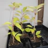 Kwanzan Flowering Cherry Tree Live Plant 6-12 Inch Tall - Double Pink Blooms - Image 1