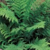 Lady Fern Bare Root Rhizomes - 5 Pack for Shade & Moist Gardens | USDA Zones 3-8 - Image 1
