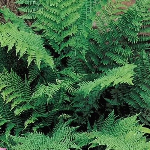 Lady Fern Bare Root Rhizomes - 5 Pack for Shade & Moist Gardens | USDA Zones 3-8 - Image 1