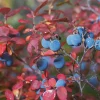 Legacy Blueberry Live Plant – 6-12 Inch Tall Blueberry Bush in 4 inch Pot - Image 1