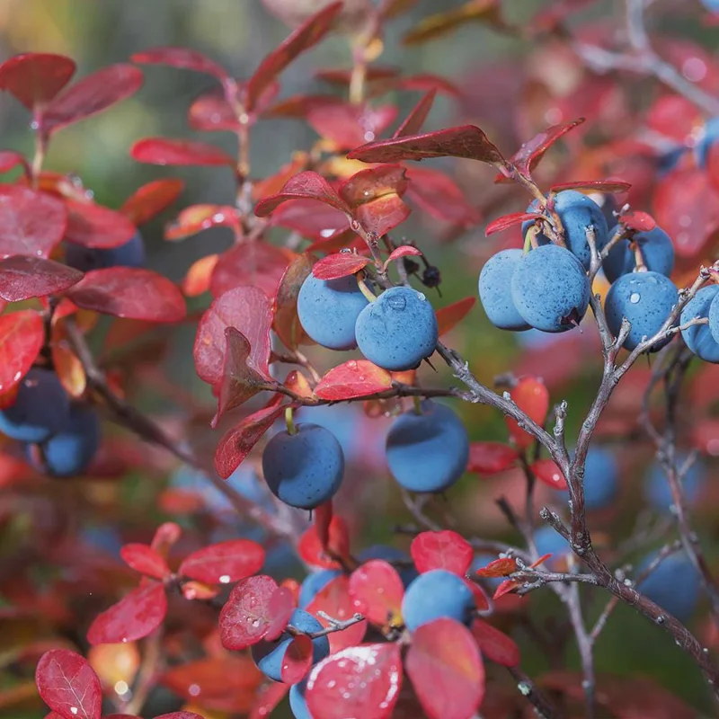 Legacy Blueberry Live Plant – 6-12 Inch Tall Blueberry Bush in 4 inch Pot - Image 1