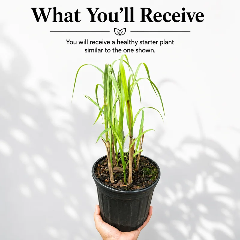 Lemongrass Live Plant, Culinary Herb, 1 Gallon Pot, Well-Rooted - Image 2
