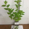Limelight Hydrangea Live Plant Shrub – 6 to 12 Inch Tall – Outdoor - Image 1