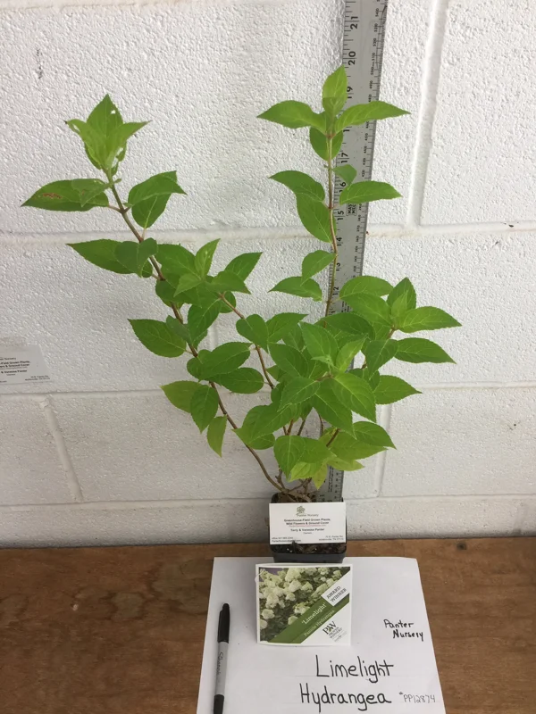 Limelight Hydrangea Live Plant Shrub – 6 to 12 Inch Tall – Outdoor - Image 1