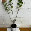 Limelight Prime Panicle Hydrangea Shrub Live Plant, 6-12 Inch Tall, Outdoor - Image 1