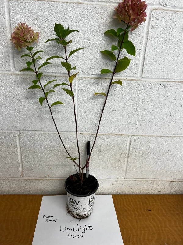 Limelight Prime Panicle Hydrangea Shrub Live Plant, 6-12 Inch Tall, Outdoor - Image 1