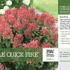Little Quick Fire Hydrangea Live Plant - Panicle Shrub - 6-12 Inch Tall - Zones 3-8 Outdoor - Image 1