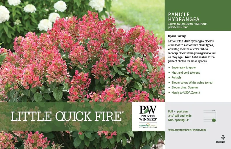 Little Quick Fire Hydrangea Live Plant - Panicle Shrub - 6-12 Inch Tall - Zones 3-8 Outdoor - Image 1