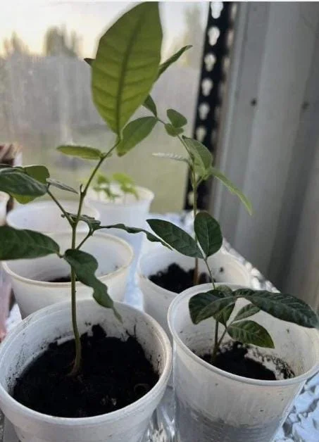 Longan Live Starter Plant – Dimocarpus longan – Tropical Fruit Tree for Containers, 5-8" Tall Longan Live Starter Plant – Dimocarpus longan – Tropical Fruit Tree for Containers, 5-8" Tall - Image 1
