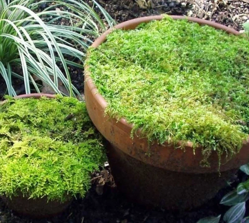 Lush Green Sheet Moss Live Plant – Natural Fern Moss for Terrariums & Crafts – Indoor/Outdoor - Image 2