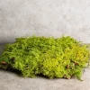 Lush Green Sheet Moss Live Plant – Natural Fern Moss for Terrariums & Crafts – Indoor/Outdoor - Image 1