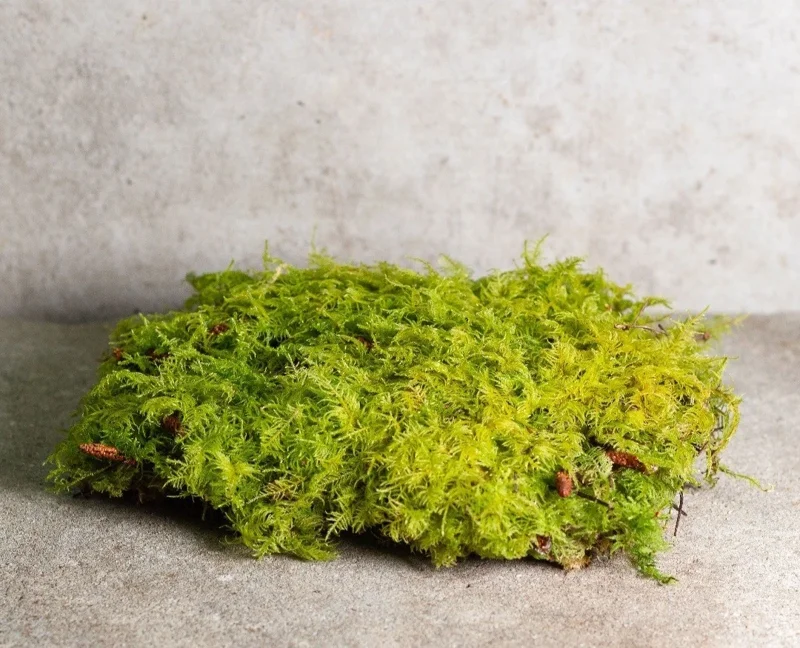 Lush Green Sheet Moss Live Plant – Natural Fern Moss for Terrariums & Crafts – Indoor/Outdoor - Image 1