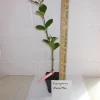 Manhattan Euonymus Live Plant 6-12 inch Tall - Evergreen Shrub, 2.5 inch Pot - Image 1