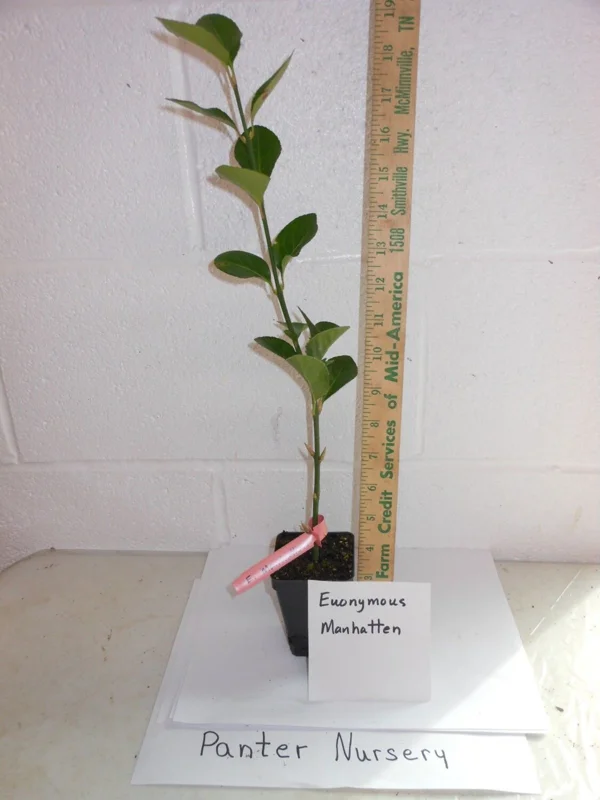 Manhattan Euonymus Live Plant 6-12 inch Tall - Evergreen Shrub, 2.5 inch Pot - Image 1