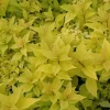 Mini Gold Mound Spirea Live Plant - Dwarf Gold Shrub, 6-12 Inch Tall, Quart Pot Mini Gold Mound Spirea Live Plant - Dwarf Gold Shrub, 6-12 Inch Tall, Quart Pot - Image 1
