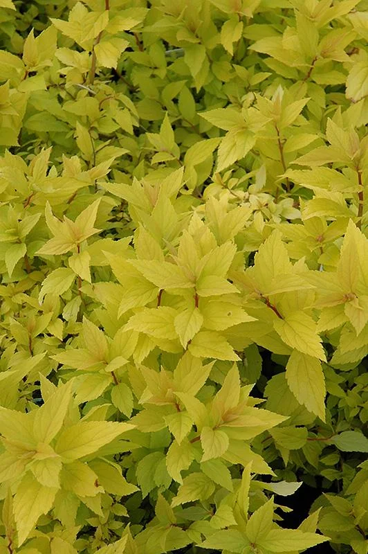 Mini Gold Mound Spirea Live Plant - Dwarf Gold Shrub, 6-12 Inch Tall, Quart Pot - Image 1