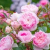 Miniature Heirloom Pink Rose Bush Live Plant – Bare Root – 1 Foot Tall – Outdoor Climbing Rose - Image 1