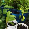 Mountain Soursop Live Plant - 6-10" Tall Starter - Annona muricata Tropical Fruit Tree - Image 1