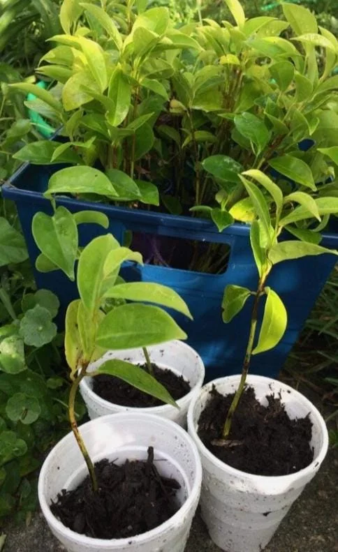 Mountain Soursop Live Plant - 6-10" Tall Starter - Annona muricata Tropical Fruit Tree - Image 1