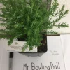 Mr Bowling Ball Arborvitae Live Plant 6-12 Inch Tall Quart Pot Outdoor - Image 1