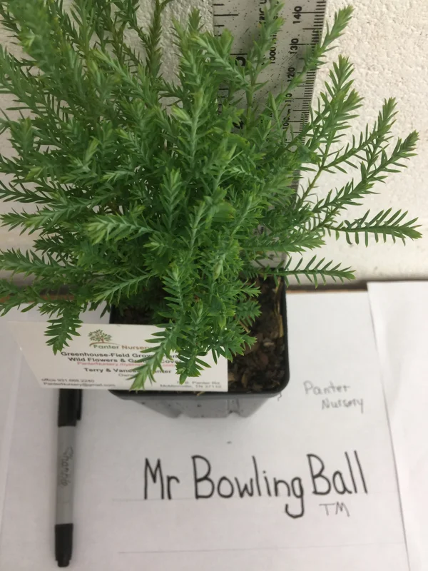 Mr Bowling Ball Arborvitae Live Plant 6-12 Inch Tall Quart Pot Outdoor - Image 1