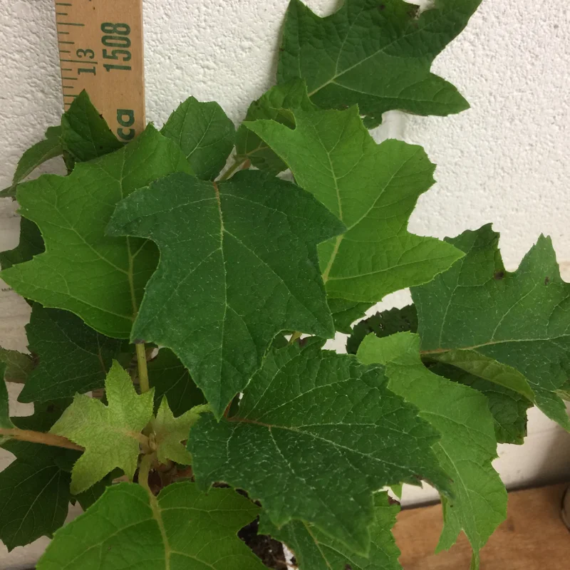Munchkin Oakleaf Hydrangea Live Plant – 6-12 Inch Tall Shrub - Image 1